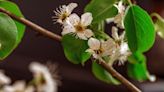 Picturesque but pungent; Callery pear trees face potential ban in Massachusetts. - The Boston Globe