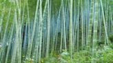 Rare cannibalistic creature found hiding in muddy bamboo forest. It’s a new species