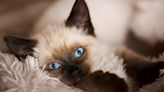 Balinese Cat Personality: Are the Cats Friendly & Cuddly?