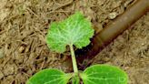 Gardening for You: Best vegetables grown from seed
