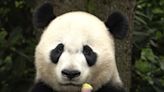 The winner in China's panda diplomacy: the pandas themselves