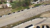 They're baaaack: More sheep cross road for Idaho's spring migration