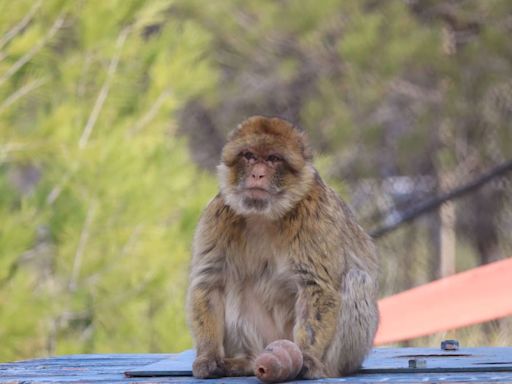 Más de 300 primates maltratados en espectáculos con animales aprenden a ser monos en el centro de rescate de Villena