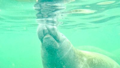 Photo gallery: Swimming with manatees in Florida