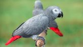 Zoo Hopes Plan to Introduce Famous Cursing Parrots to Larger Flock Doesn't Backfire