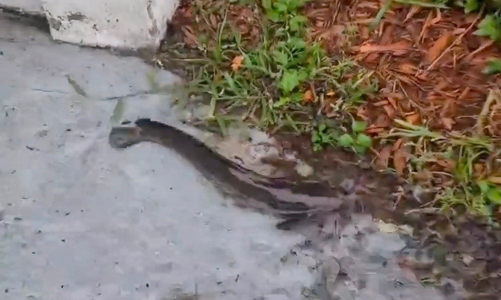 'Catfish in driveway' as Hurricane Debby slams Florida; video