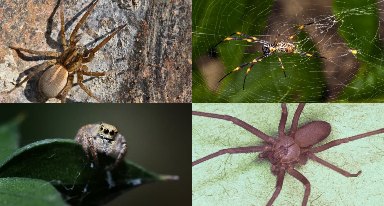 LIST: Most common spiders found in Virginia