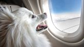 The First U.S. Dog Airline Is Ready for Takeoff, but a Ticket Will Set You Back a Hefty Amount