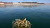 Boy dies from brain-eating amoeba possibly contracted at Lake Mead