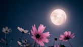 Ready yourself for release during April’s full pink moon in Scorpio