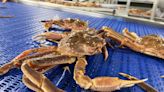 DFO delays opening of crab season by a week, staving off more fish harvester protests