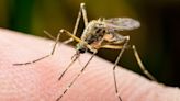 Why malaria is on the rise – and how to protect yourself on holiday