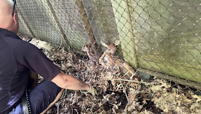 Firefighters rescue trapped fawns in Fairfield