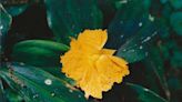 Monkey puzzles and costus gingers: A pair of puzzling plants for your landscape