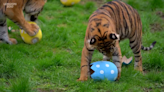 Energetic tiger takes on Easter egg at UK zoo. See adorable video of animals playing