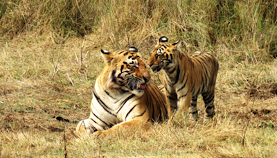 ‘Protect natural habitat of tigers, let’s not disturb forests for our benefits’: IFS officer’s plea ahead of International Tiger Day