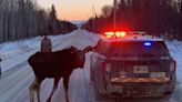 A calf moose was disrupting traffic in Thunder Bay until police and a rescue agency wrangled it to safety