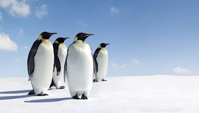 El deshielo separa a una 'familia' de pingüinos que viaja a la deriva en un nuevo iceberg