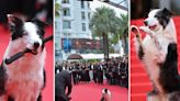 Border Collie Messi in Cannes: Sandra Hüllers Filmhund als Highlight