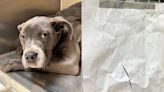 Dog Abandoned with Teary Eyes and a Note Saying She's a 'Good Puppy' Finds a Home