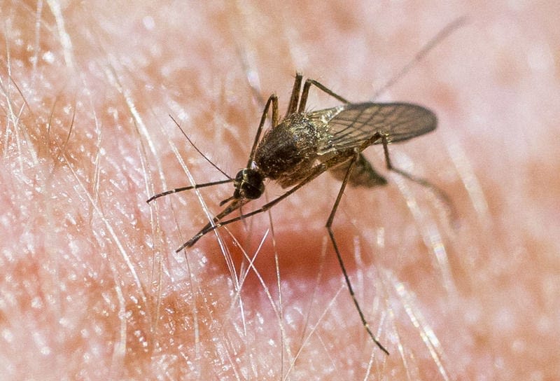 Mosquito-borne viruses still growing in South Bend area, but dry weather could help