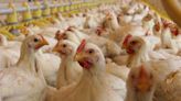 Exhortan a reforzar las estrategias para combatir la influenza aviar