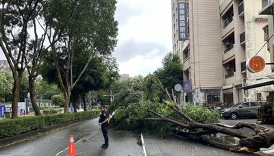 台中市多處路樹倒塌 警方勸離九十一人 盧秀燕：勿白目