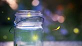 Entomologist addresses decline in fireflies