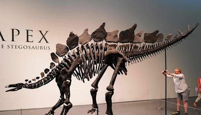 Dinosaur skeleton breaks auction record with $44.6 million sale in New York