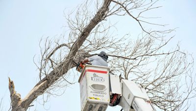 Podan árboles de riesgo de caída en plaza Revolución, del municipio de Lerdo