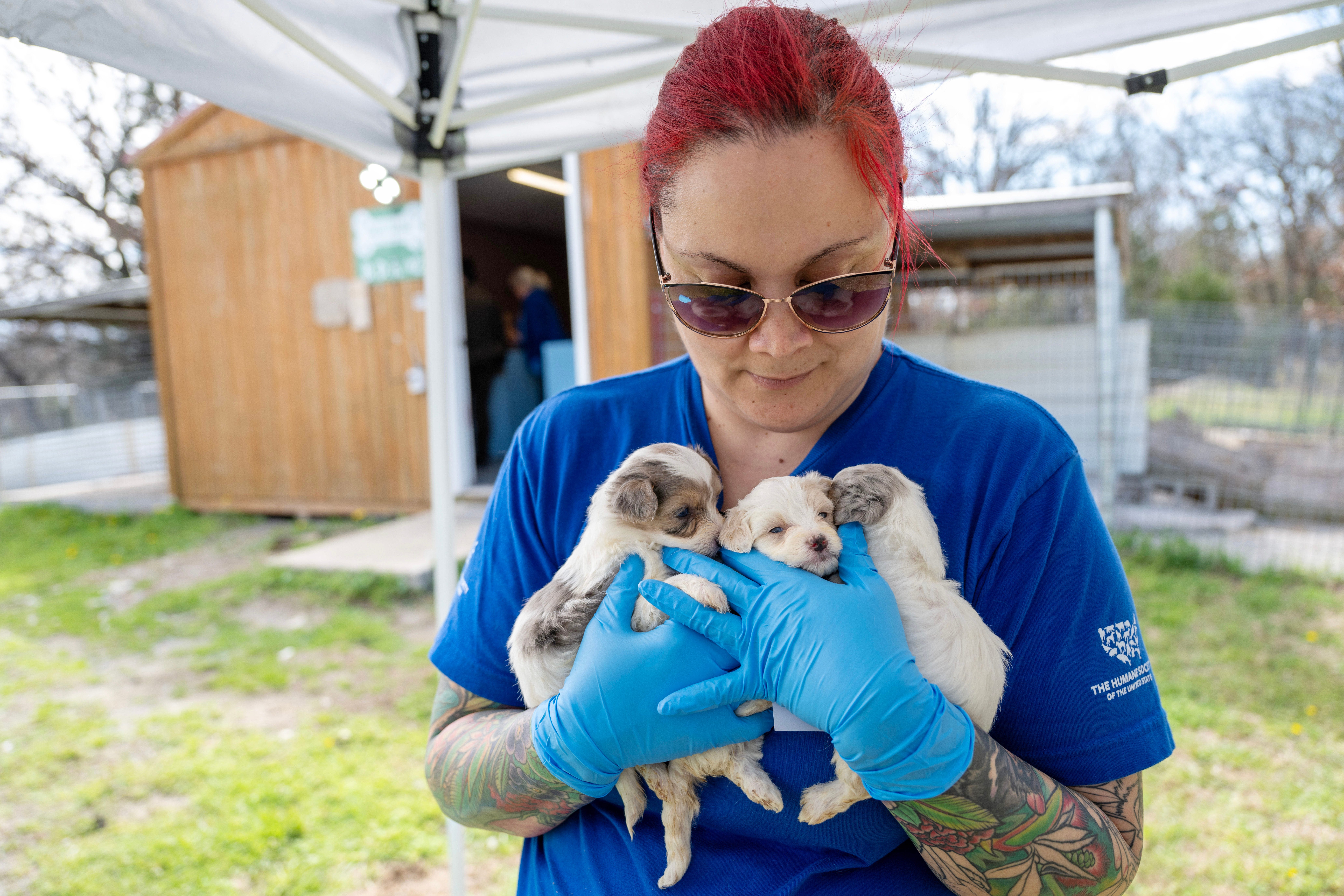 Ohio ranks No. 2 on 'Horrible Hundred' report for puppy mill violations. Here are the breeders