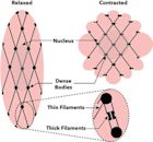 Muscle contraction