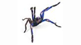 Electric blue tarantula species discovered in Thailand