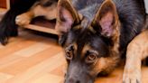 Moody Cat Lays Down the Law For Over-Eager German Shepherd