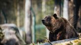 La pregunta viral para mujeres que desató la polémica en TikTok: “¿Preferís quedarte sola en un bosque con un hombre o con un oso?”