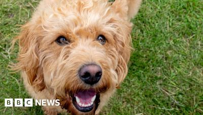 Dogs without leads could be banned from park in Leeds