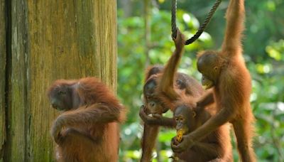 馬來西亞擬推「猩猩外交」！贈送貿易國展現生物多樣性 生態學者批「虛偽」 | 中天新聞網
