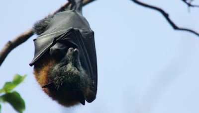 Detectan los primeros dos casos de rabia en murciélagos en Chicago: ¿cómo protegerte?