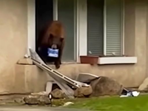 California Bear Nicknamed Oreo After Sneaking into Multiple Homes to Steal the Cookies