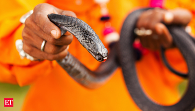 Man caught smuggling over 100 live snakes hidden in trousers - The Economic Times