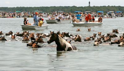 Chincoteague Pony Swim 2024: Dates and details announced