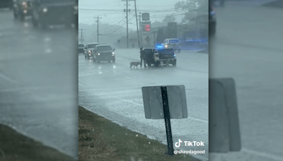 Video shows Tennessee state trooper help dog get out of traffic amid downpour