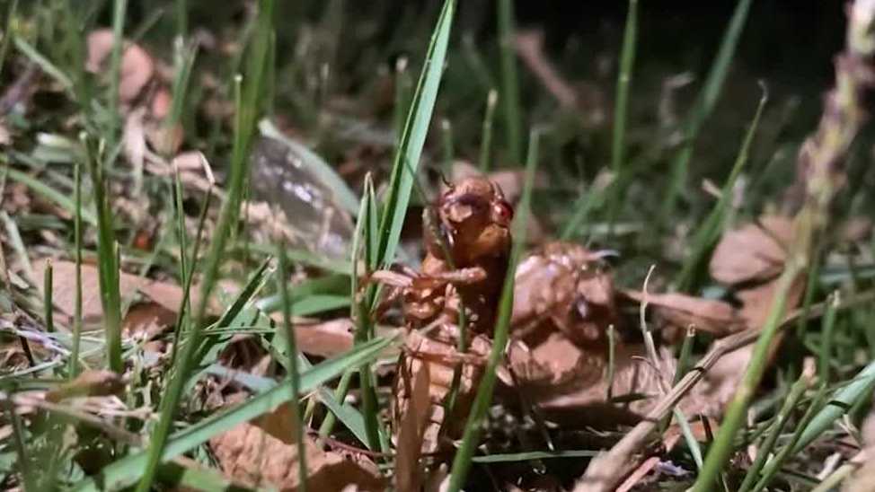 Here's what the cicadas sound like in Arkansas