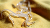 How citizen scientists are protecting ‘glass eels’