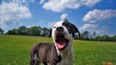 American Bulldog Puppies: Cute Pictures and Facts