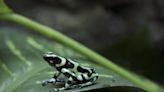 130 poisonous frogs found hidden in suitcase in Colombia airport; woman now charged