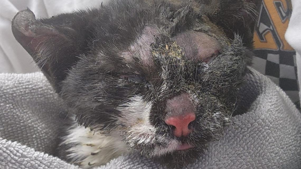 Kitten survives 'worst burns' emergency vets have ever seen after house fire