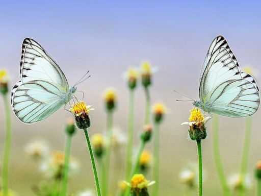 La pérdida de biodiversidad podría afectar a la salud mental humana