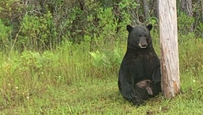 Bear showing 'signs of severe stress' in Florida likely just overheated: wildlife commission