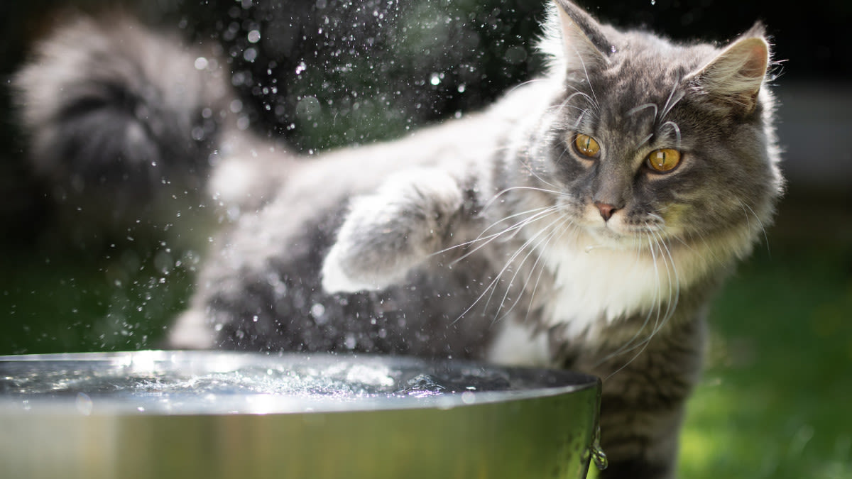 Minnesota Rescue's New Splash Pad Has Curious Kitties Totally Delighted